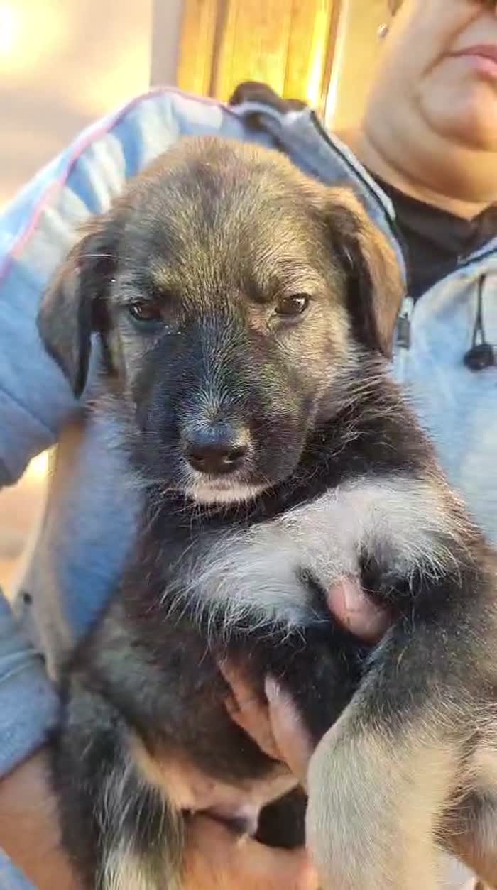 🩵CUCCIOLO TOFFEE CERCA LA SUA CASA 🏠💕 - media 4