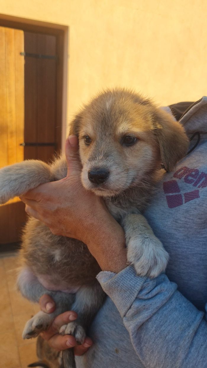 🌸CUCCIOLA DAISY CERCA LA SUA FAMIGLIA 🏠