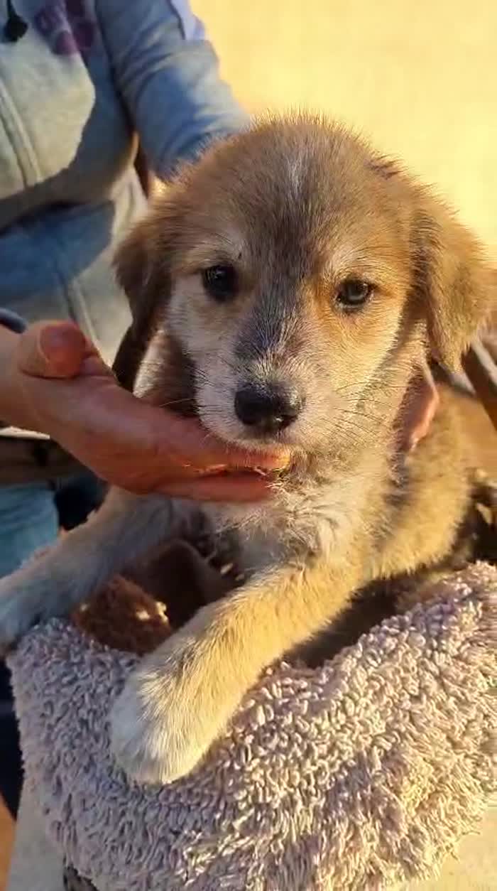 🌸CUCCIOLA DAISY CERCA LA SUA FAMIGLIA 🏠 - media 4