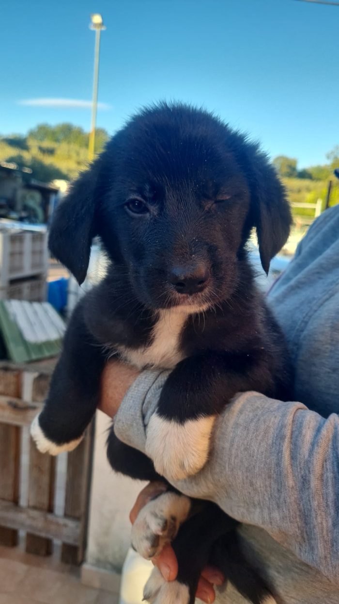 🌸CUCCIOLA SOFI' CERCA LA SUA FAMIGLIA 🏠
