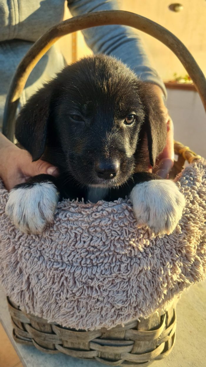 🌸CUCCIOLA SOFI' CERCA LA SUA FAMIGLIA 🏠