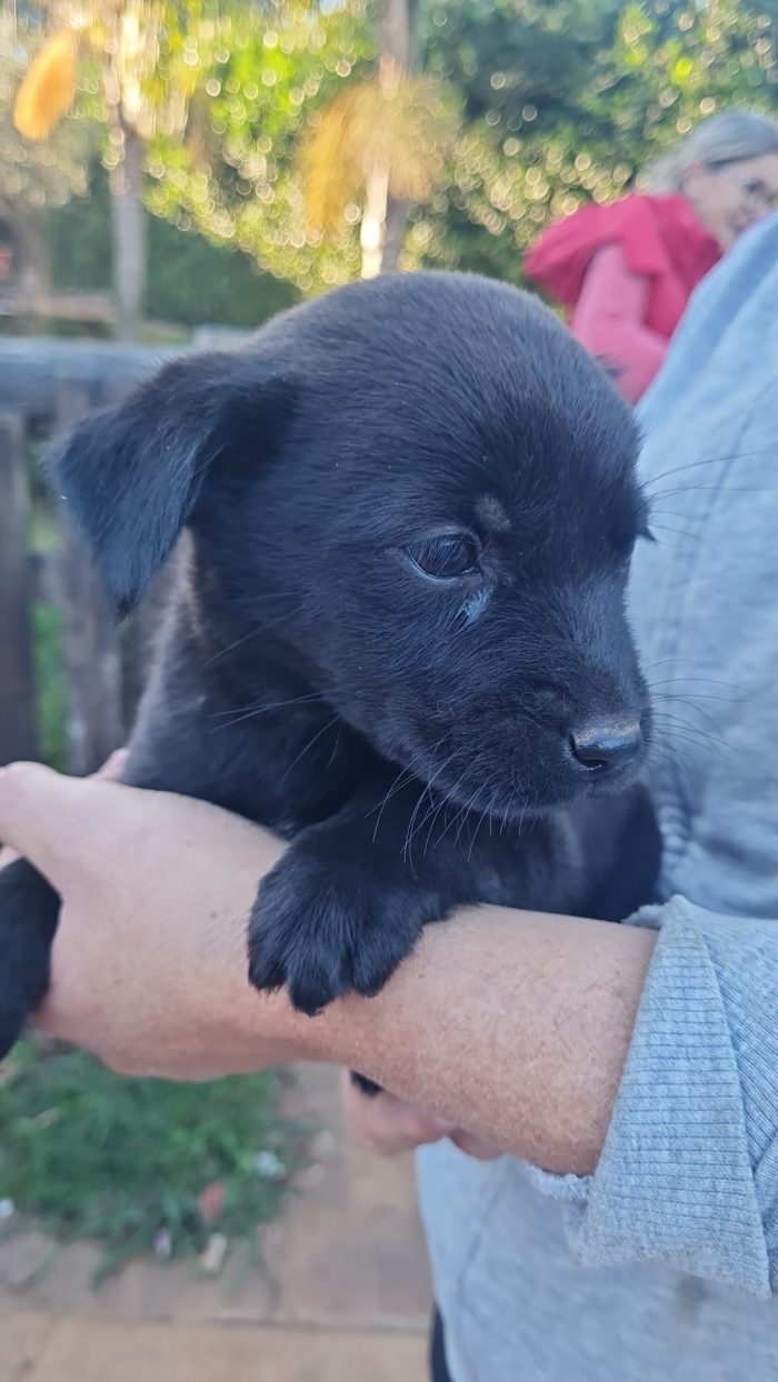 🌸CUCCIOLA MIA , MIX LABRADOR CERCA LA SUA FAMIGLIA 🏠