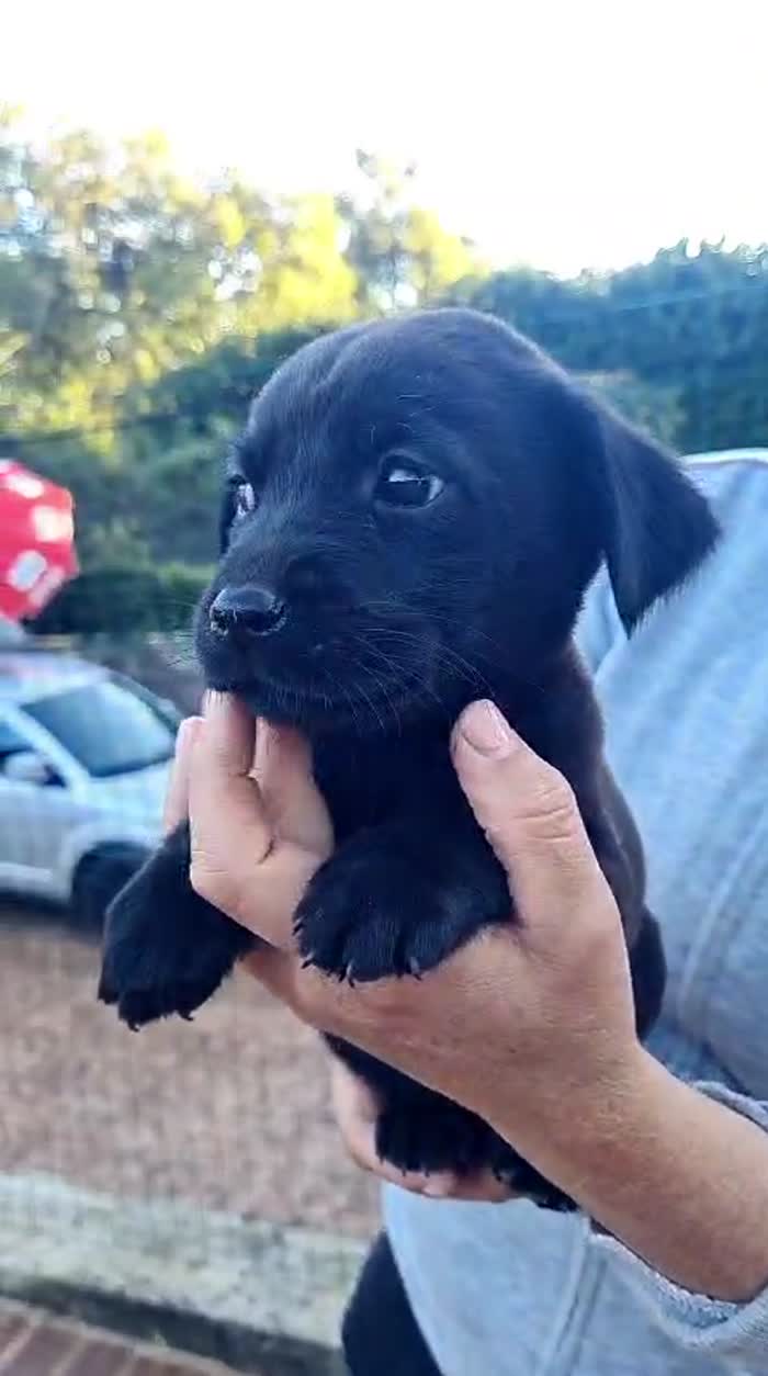 🌸CUCCIOLA MORA , MIX LABRADOR CERCA LA SUA FAMIGLIA 🏠