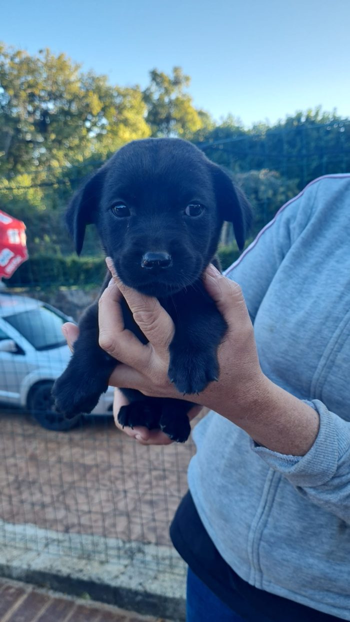 🌸CUCCIOLA MORA , MIX LABRADOR CERCA LA SUA FAMIGLIA 🏠