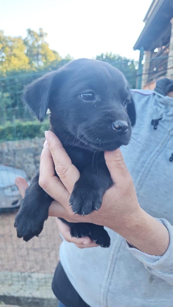 🌸CUCCIOLA MORA , MIX LABRADOR CERCA LA SUA FAMIGLIA 🏠