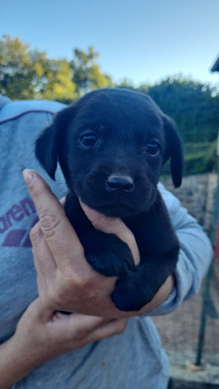 🌸CUCCIOLA SALLY , MIX LABRADOR CERCA LA SUA FAMIGLIA 🏠