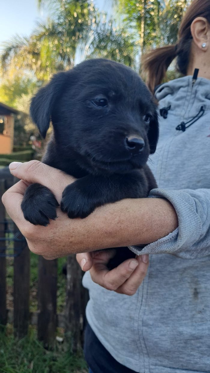 🌸CUCCIOLA SALLY , MIX LABRADOR CERCA LA SUA FAMIGLIA 🏠