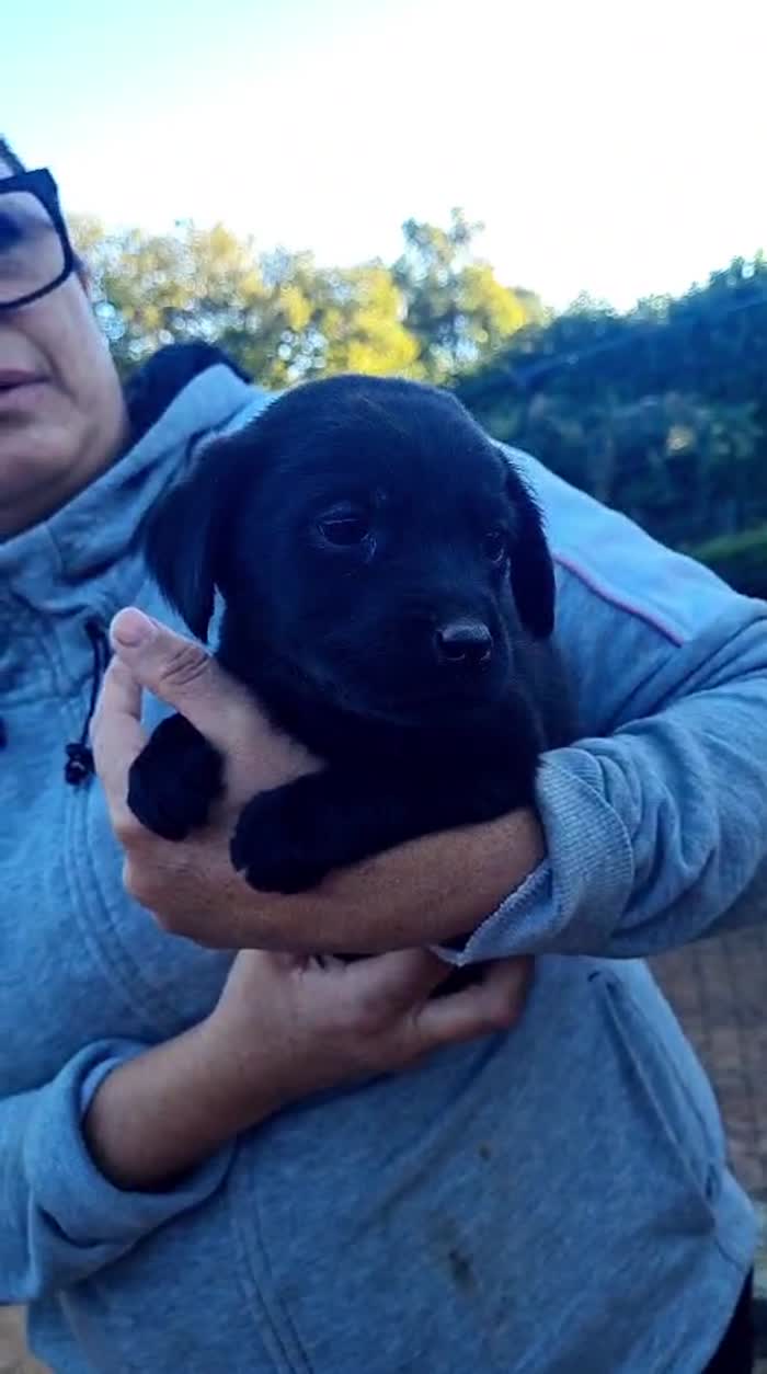🌸CUCCIOLA SALLY , MIX LABRADOR CERCA LA SUA FAMIGLIA 🏠 - media 4