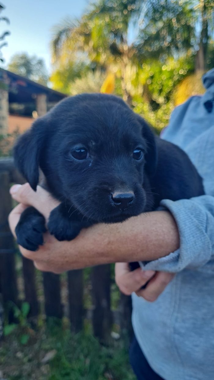 🌸CUCCIOLA SALLY , MIX LABRADOR CERCA LA SUA FAMIGLIA 🏠