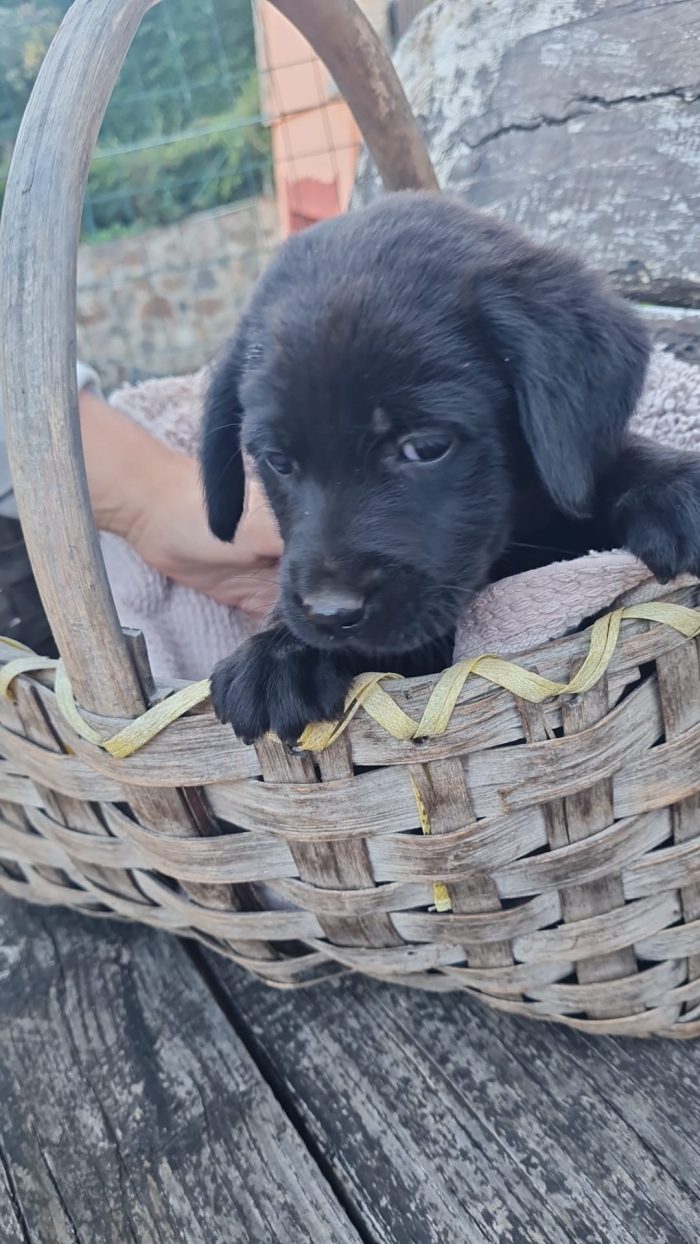 🌸CUCCIOLO TOMMY  , MIX LABRADOR CERCA LA SUA FAMIGLIA 🏠