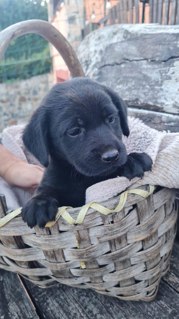 🌸CUCCIOLO TOMMY  , MIX LABRADOR CERCA LA SUA FAMIGLIA 🏠