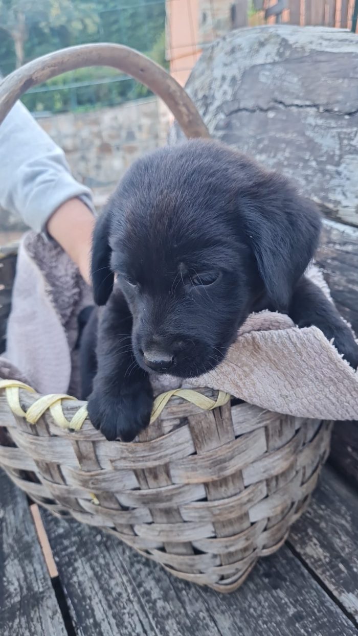🌸CUCCIOLO TOMMY  , MIX LABRADOR CERCA LA SUA FAMIGLIA 🏠