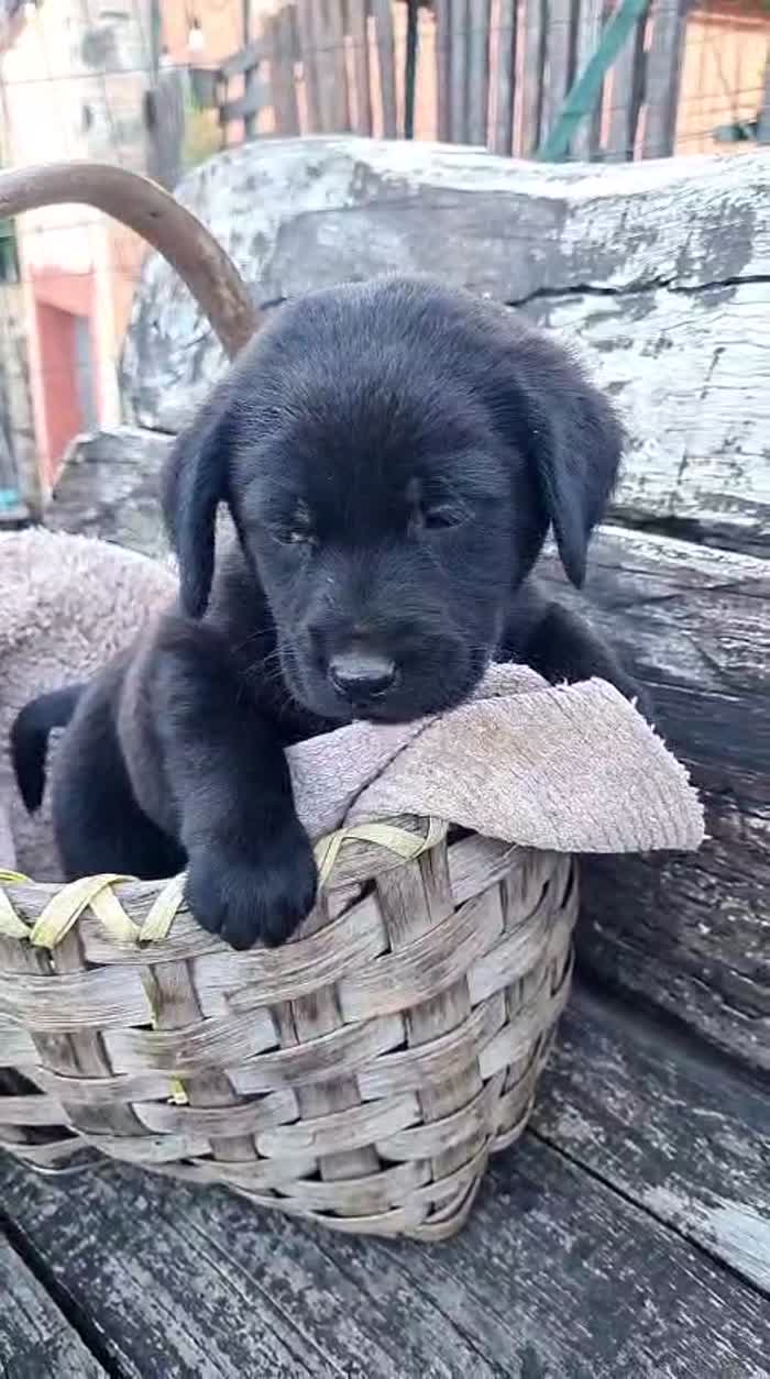 🌸CUCCIOLO TOMMY  , MIX LABRADOR CERCA LA SUA FAMIGLIA 🏠 - media 4