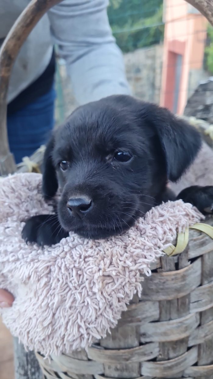 💙CUCCIOLO PESTO CERCA LA SUA FAMIGLIA🏠