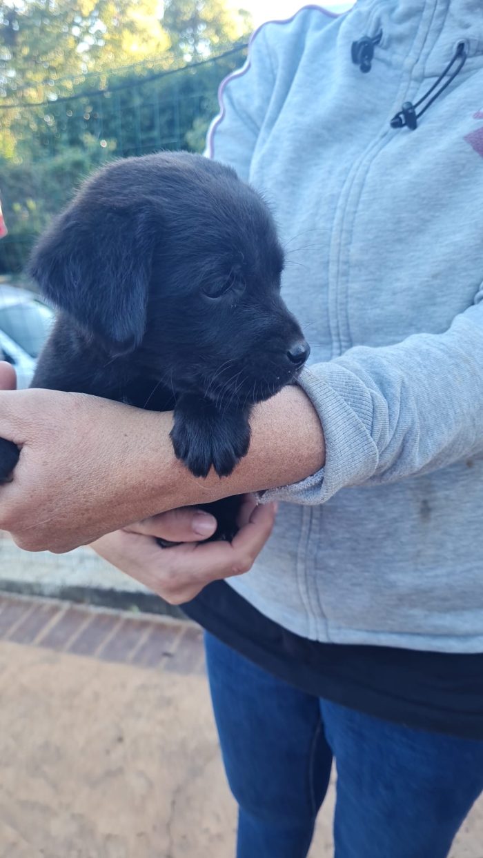 💙CUCCIOLO PESTO CERCA LA SUA FAMIGLIA🏠