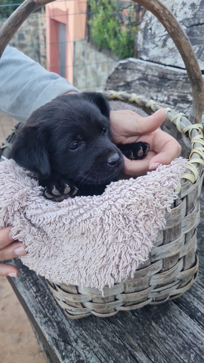 💙CUCCIOLO PESTO CERCA LA SUA FAMIGLIA🏠