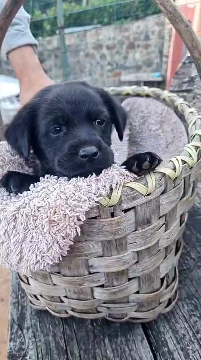 💙CUCCIOLO PESTO CERCA LA SUA FAMIGLIA🏠 - media 5