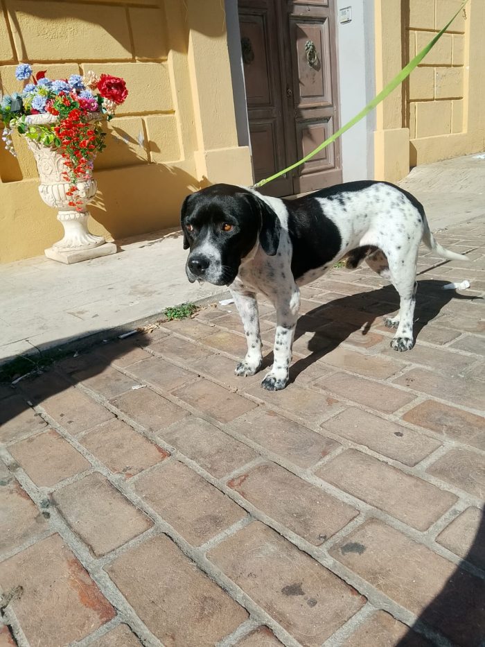 💙BRUCE, URGENTE ‼️ ABBANDONATO QUANDO LA SUA FAMIGLIA SI È TRASFERITA: 🏠