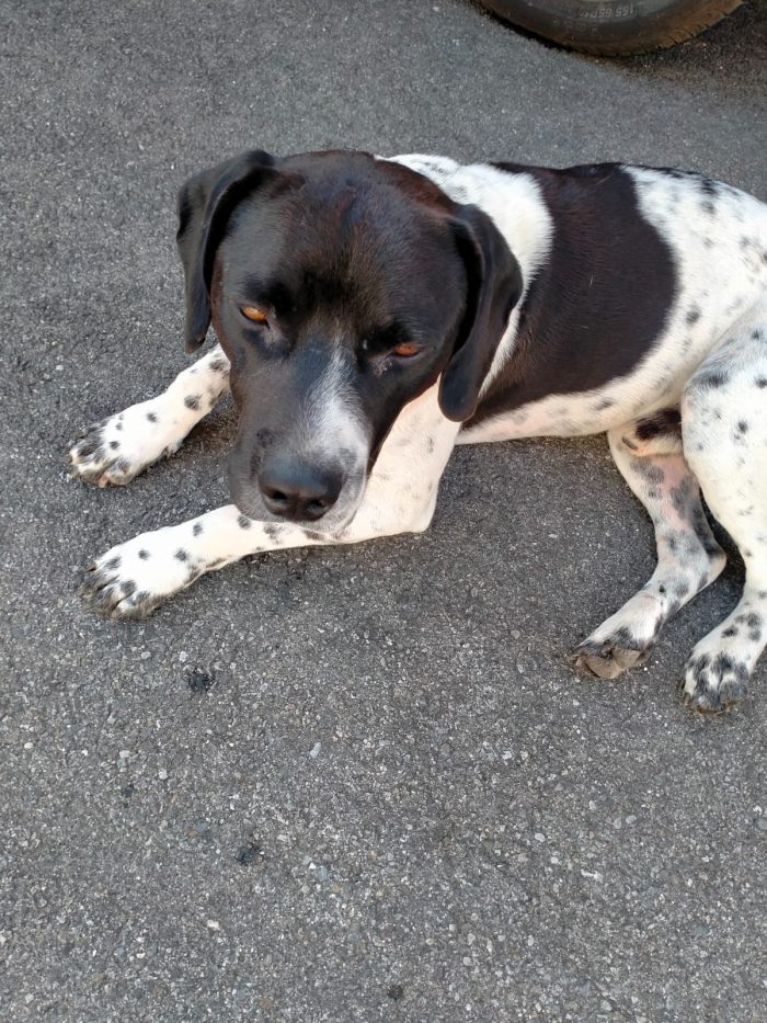 💙BRUCE, URGENTE ‼️ ABBANDONATO QUANDO LA SUA FAMIGLIA SI È TRASFERITA: 🏠