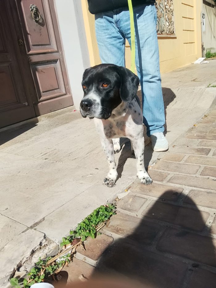 💙BRUCE, URGENTE ‼️ ABBANDONATO QUANDO LA SUA FAMIGLIA SI È TRASFERITA: 🏠