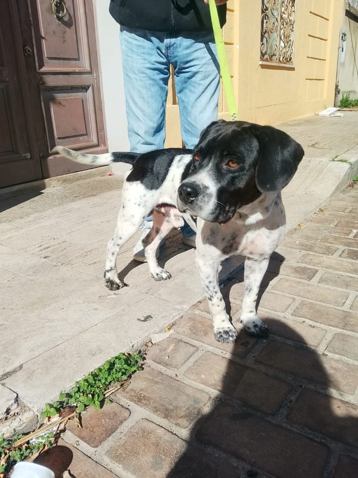 💙BRUCE, URGENTE ‼️ ABBANDONATO QUANDO LA SUA FAMIGLIA SI È TRASFERITA: 🏠 - media 5