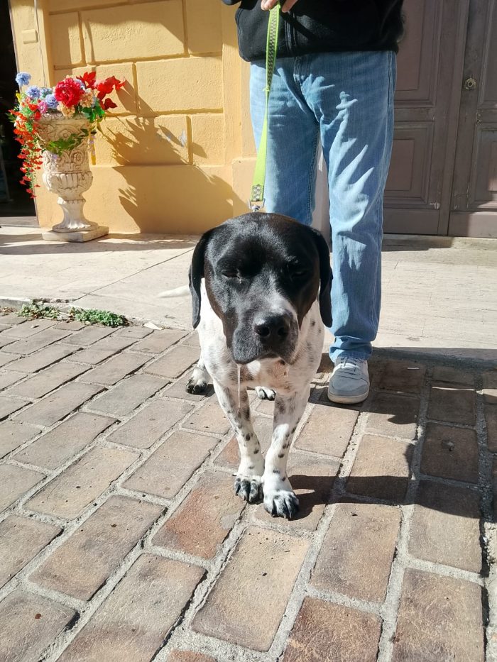 💙BRUCE, URGENTE ‼️ ABBANDONATO QUANDO LA SUA FAMIGLIA SI È TRASFERITA: 🏠 - media 4