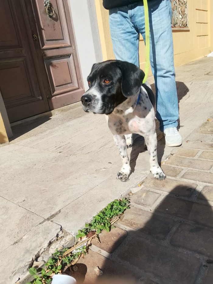 💙BRUCE, URGENTE ‼️ ABBANDONATO QUANDO LA SUA FAMIGLIA SI È TRASFERITA: 🏠 - media 7