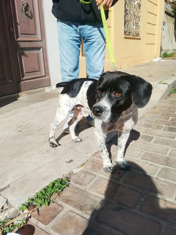 💙BRUCE, URGENTE ‼️ ABBANDONATO QUANDO LA SUA FAMIGLIA SI È TRASFERITA: 🏠 - media 6