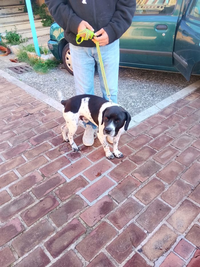 💙BRUCE, URGENTE ‼️ ABBANDONATO QUANDO LA SUA FAMIGLIA SI È TRASFERITA: 🏠 - media 8