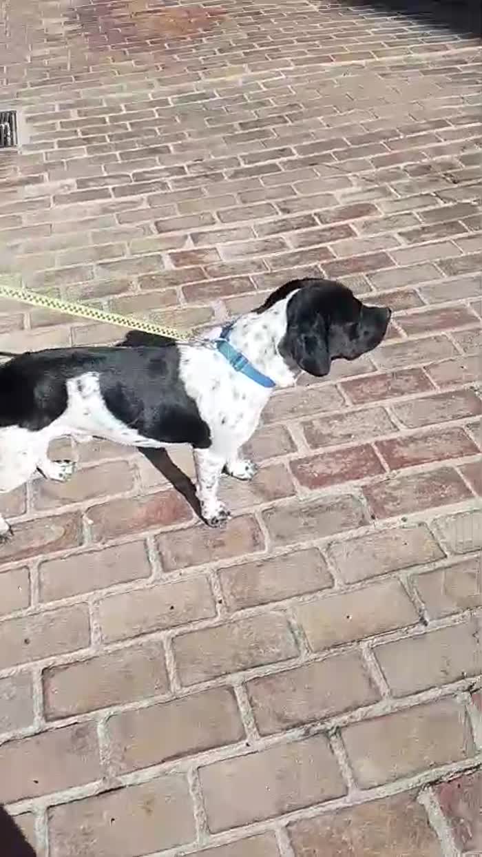 💙BRUCE, URGENTE ‼️ ABBANDONATO QUANDO LA SUA FAMIGLIA SI È TRASFERITA: 🏠 - media 10