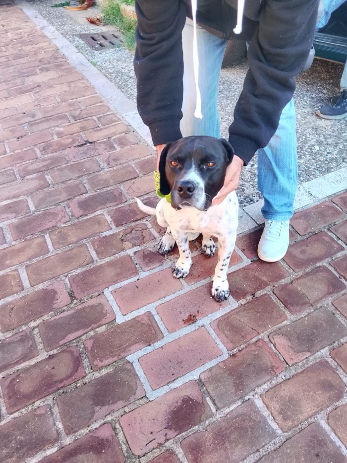 💙BRUCE, URGENTE ‼️ ABBANDONATO QUANDO LA SUA FAMIGLIA SI È TRASFERITA: 🏠 - media 9