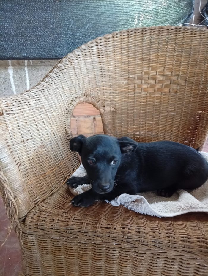 💙CUCCIOLO MINO CERCA LA SUA FAMIGLIA 🏠