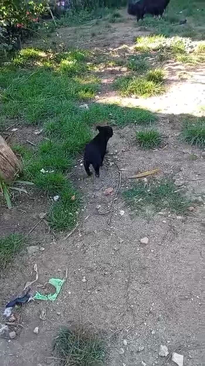 💙CUCCIOLO MINO CERCA LA SUA FAMIGLIA 🏠 - media 8