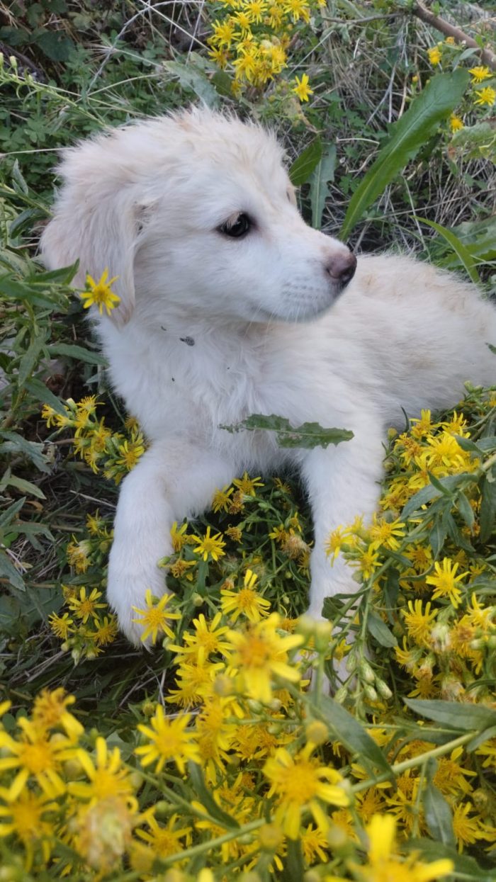 🌸CUCCIOLA STELLA CERCA LA SUA FAMIGLIA🏠❤️ - media 6