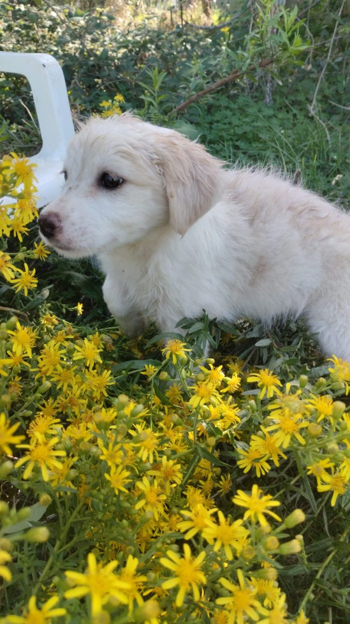 🌸CUCCIOLA STELLA CERCA LA SUA FAMIGLIA🏠❤️ - media 5