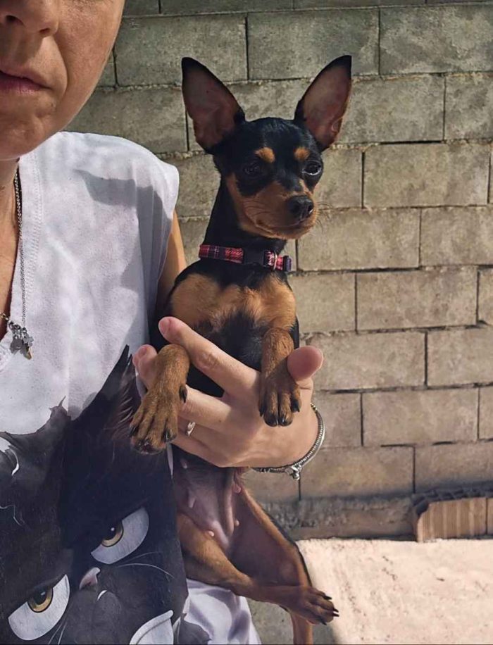Maya pinscher femmina taglia piccola