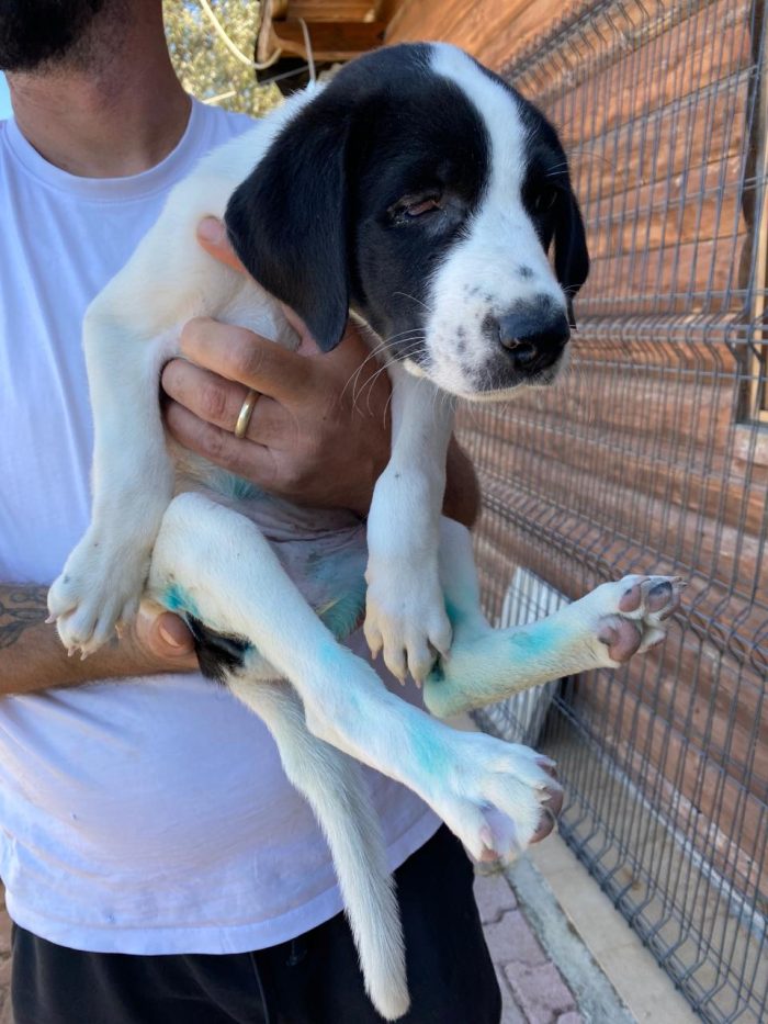 Investita e lasciata agonizzante in strada