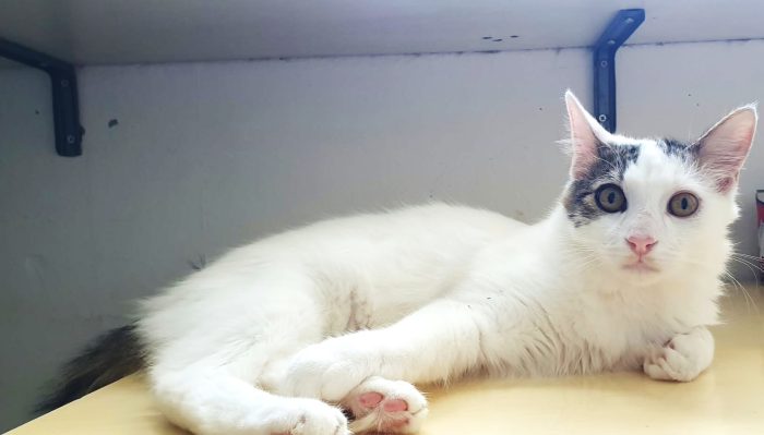 Principe, gatto delizioso