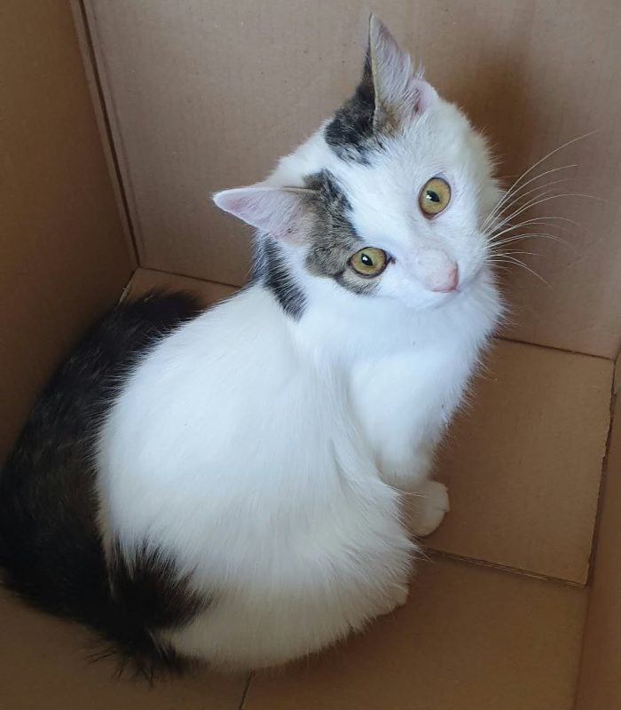 Principe, gatto delizioso - media 5