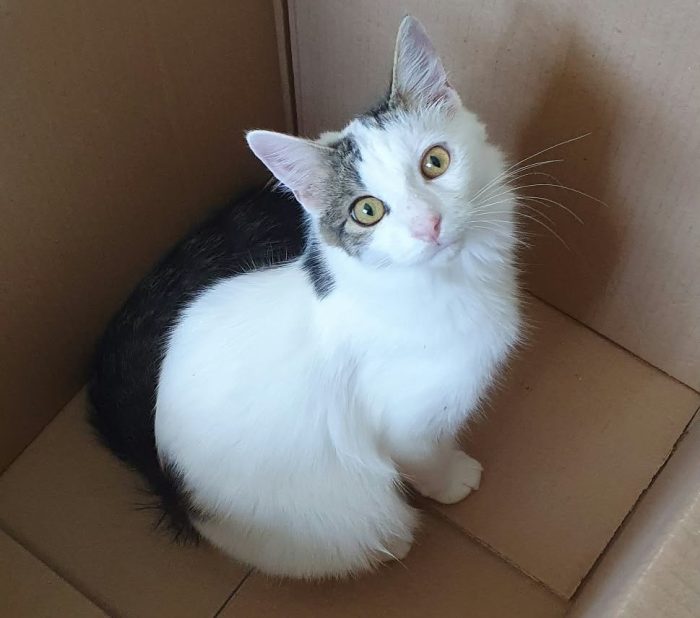 Principe, gatto delizioso