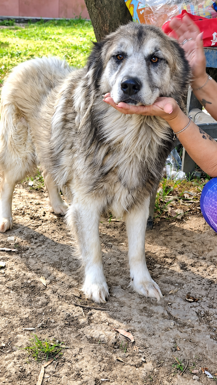 Tiberio! (30kg-6anni)