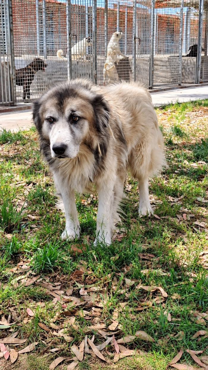 Tiberio! (30kg-6anni)