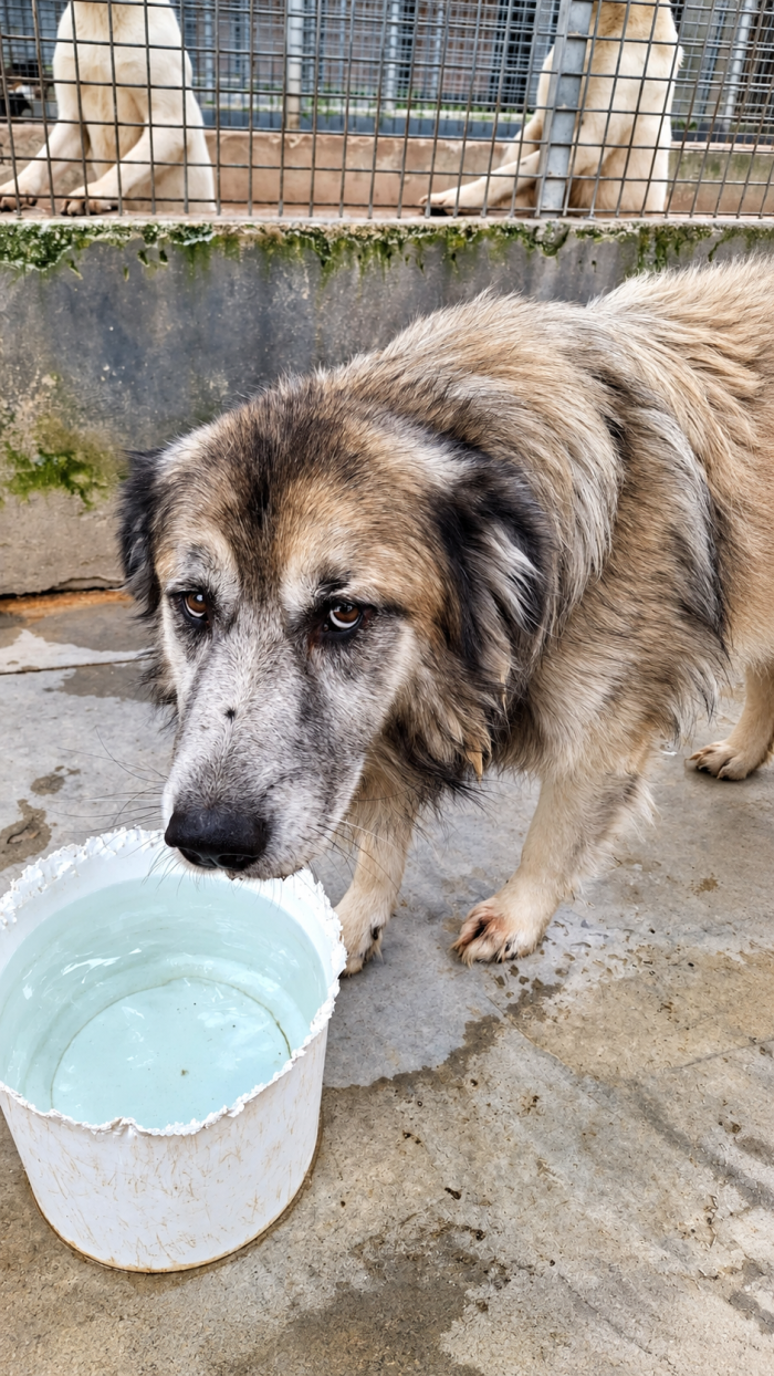 Tiberio! (30kg-6anni)