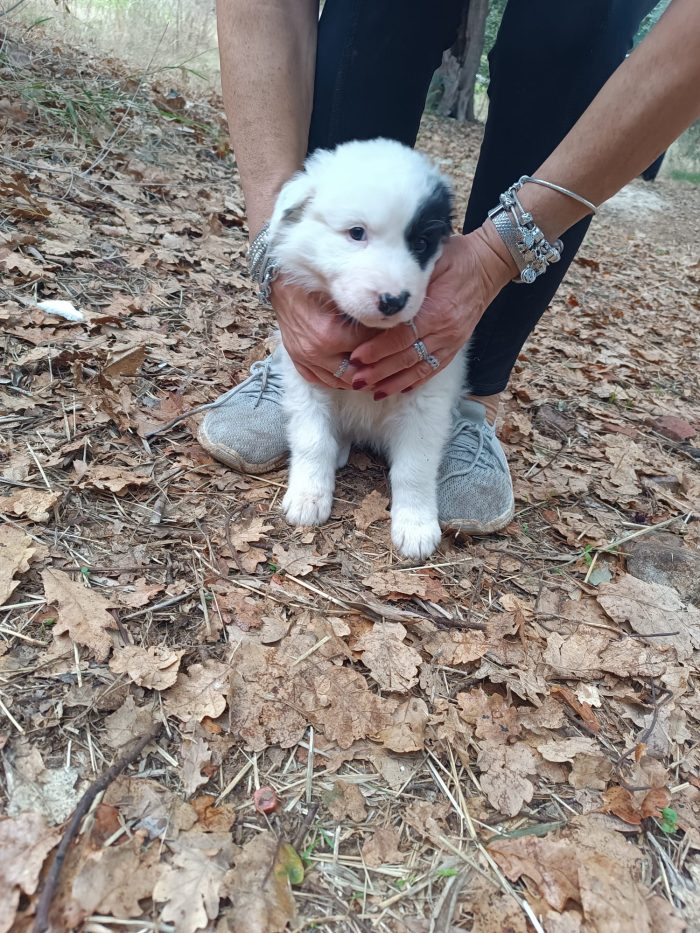 Cucciola Wilma cerca casa