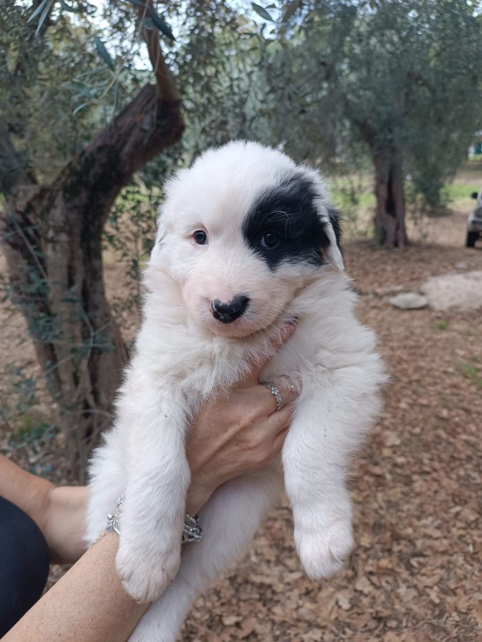 Cucciola Wilma cerca casa