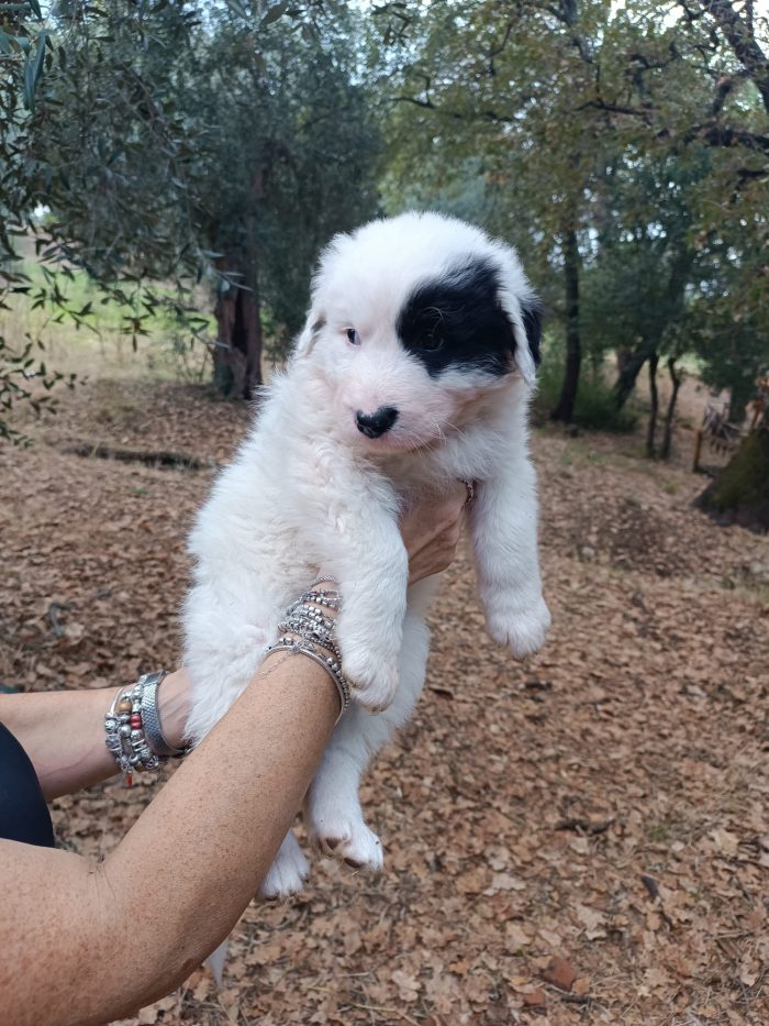 Cucciola Wilma cerca casa - media 7