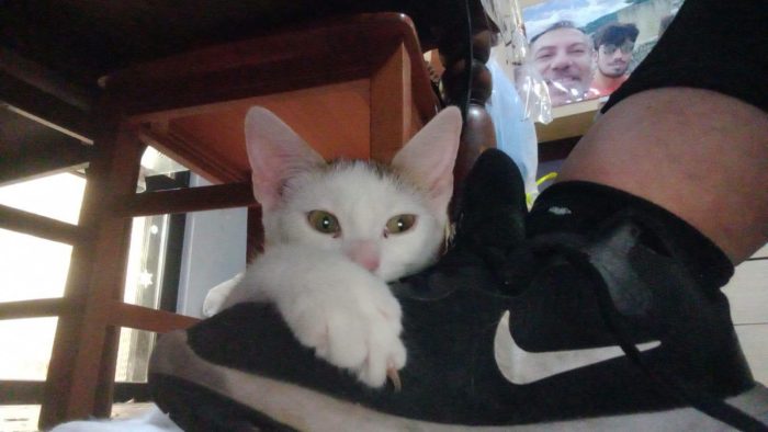 NIKITA, dolce gattina in adozione