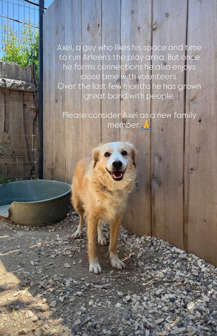 Axel needs a home