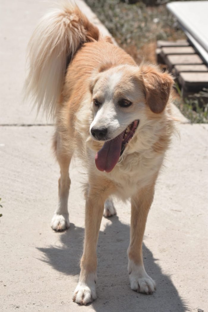 Axel needs a home - media 4