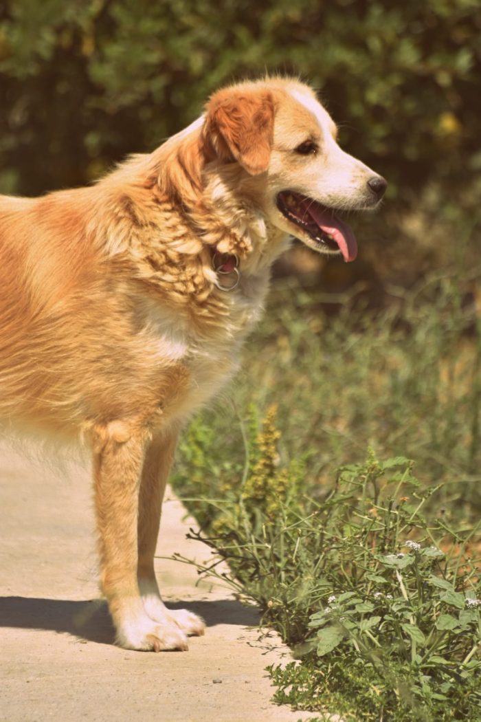 Axel needs a home - media 5